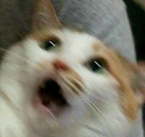 141835doekuh9uodkd4lbp.jpeg