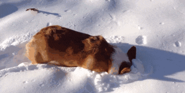 164838g3nd1xnlpnwb9dkn.gif