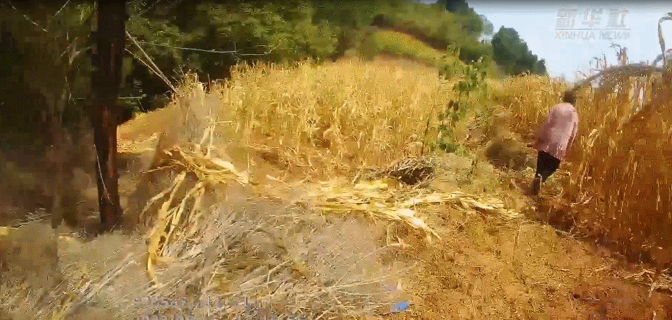 115536v3i30bk6an6v614e.gif